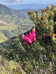 Bejaria