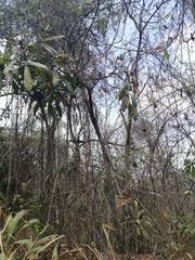 Gustavia angustifolia