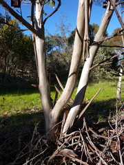 Eucalyptus brandiana