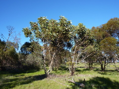 Eucalyptus brandiana