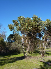 Eucalyptus brandiana