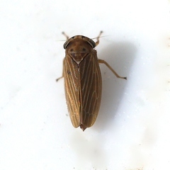 Agallia quadripunctata