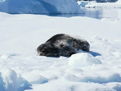 Leptonychotes weddellii