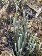 Lycopodium vestitum