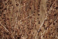 Rumex obtusifolius