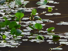 Limnobium laevigatum