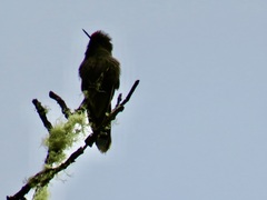 Chalcostigma herrani