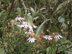 Diplostephium hartwegii