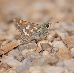 Hesperia juba