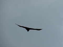 Cathartes aura