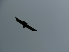 Buteo albonotatus