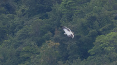 Pseudastur albicollis