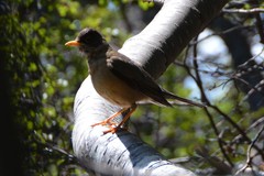 Turdus falcklandii magellanicus