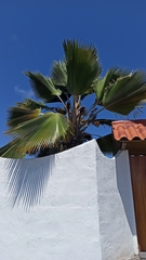 Pritchardia lanigera