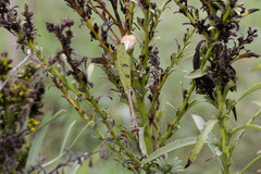 Pseudovates chlorophaea