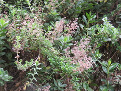 Valeriana microphylla
