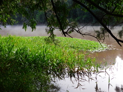 Limnobium laevigatum