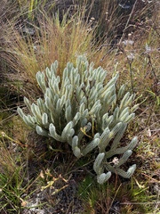 Phlegmariurus