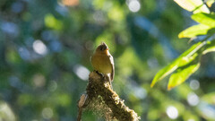 Mitrephanes phaeocercus