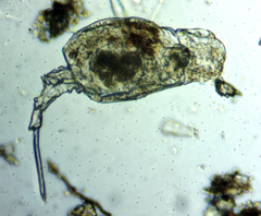 Trichotria