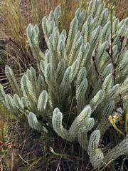 Phlegmariurus