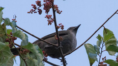 Turdus plebejus