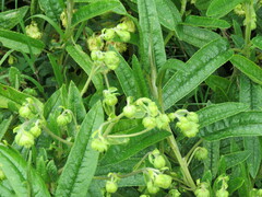 Dendrophorbium
