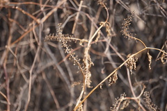 Phytolacca americana