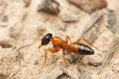 Opisthopsis rufithorax