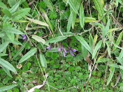 Gentianella rapunculoides