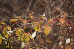 Rubus phoenicolasius