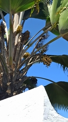 Pritchardia lanigera