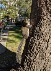 Sciurus carolinensis