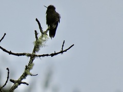 Chalcostigma herrani