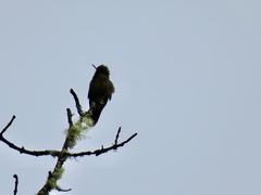 Chalcostigma herrani