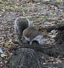 Sciurus carolinensis