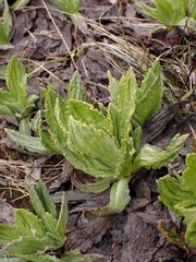 Celmisia prorepens