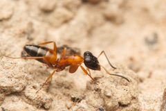 Opisthopsis rufithorax