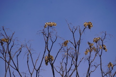 Ailanthus altissima