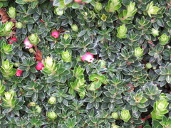 Disterigma empetrifolium