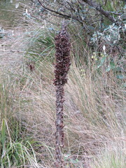 Puya clava-herculis