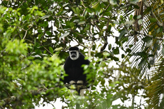 Colobus guereza