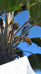 Pritchardia lanigera