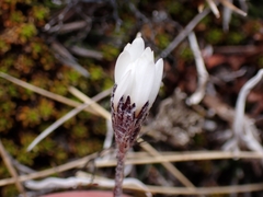 Celmisia laricifolia