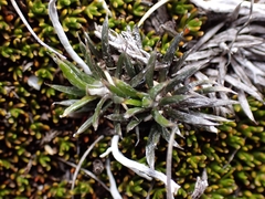 Celmisia laricifolia