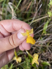 Cyrtochilum