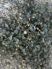 Physalis crassifolia