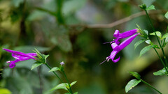 Hypoestes purpurea