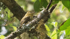 Empidonax flavescens