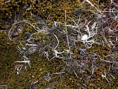 Celmisia laricifolia